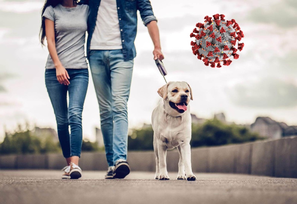 Emergenza Coronavirus Attività motoria entro 500 metri dalla propria abitazione da misurarsi in linea daria Anche per le uscite con i cani