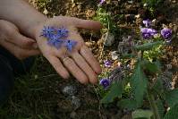 Con la Festa di Primavera  la Citt� si veste di fiori