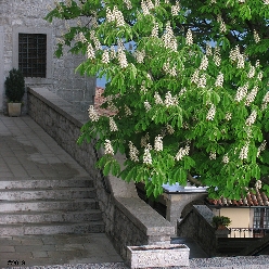 Il Santuario di Castelmonte