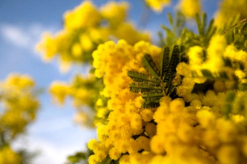 8 MARZO  FESTA DELLA DONNA INIZIATIVE A CIVIDALE DEL FRIULI