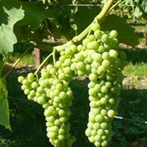 Malvasia Istriana