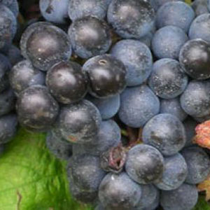 Refosco dal Peduncolo Rosso